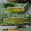 scol orion larva2 volg2